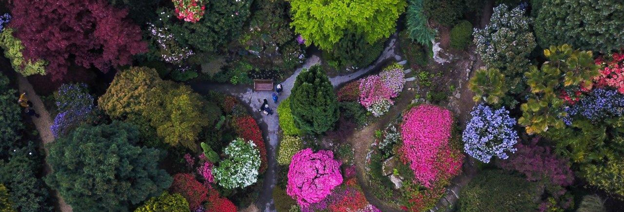 Surrey Run 2020 Leonardslee+Azalea Crop Slider Leonardslee Lakes and Gardens in Horsham